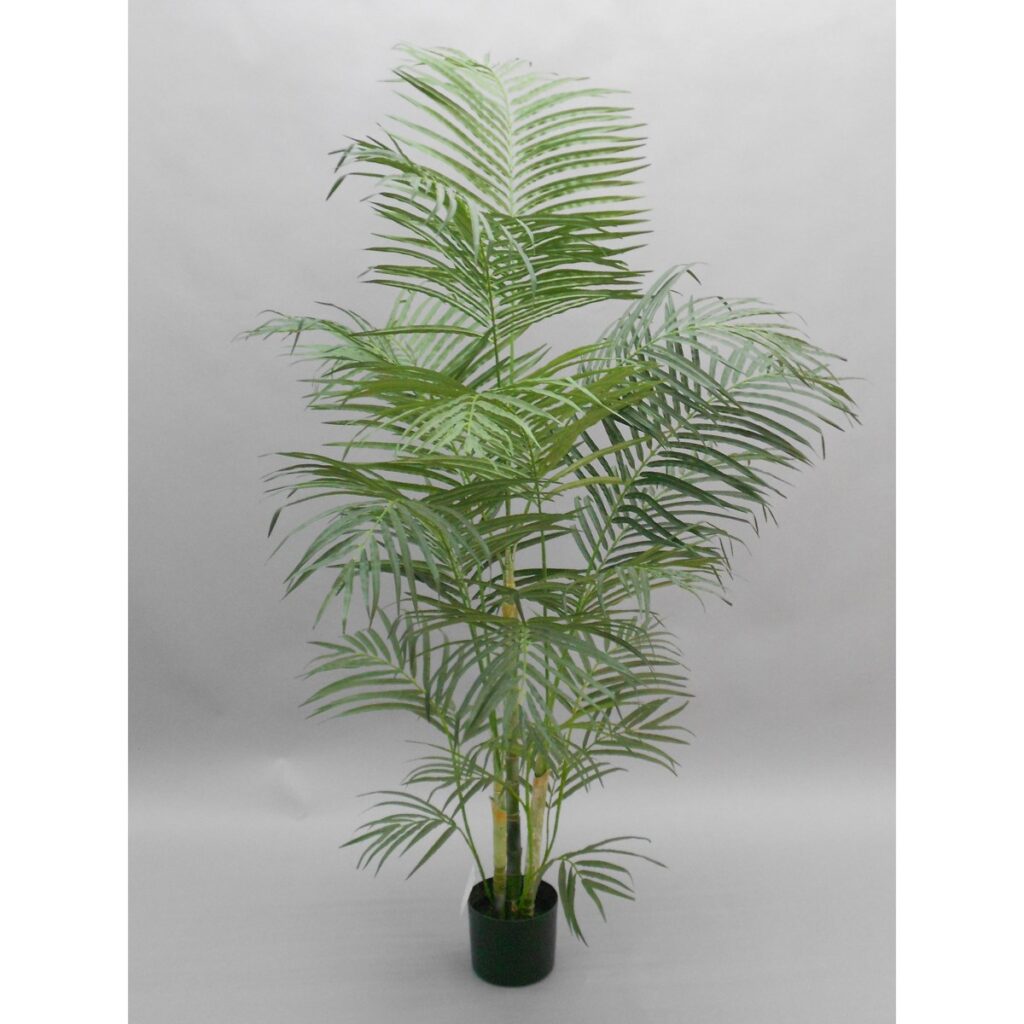 Areca Palm 165cm