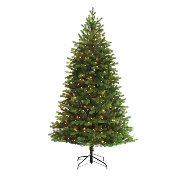 Norway Spruce
