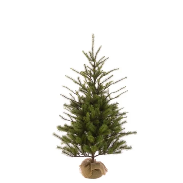 Spruce Pine In Burlap 122cm