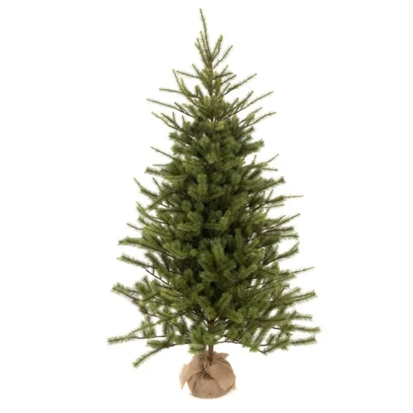 Spruce Pine In Burlap 183cm